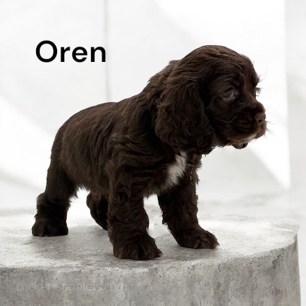 puppy, for, sale, Cocker Spaniel, Joe & Cherri  Overlease, dog, breeder, Miller, MO, dog-breeder, puppy-for-sale, forsale, nearby, find, puppyfind, locator, puppylocator, aca